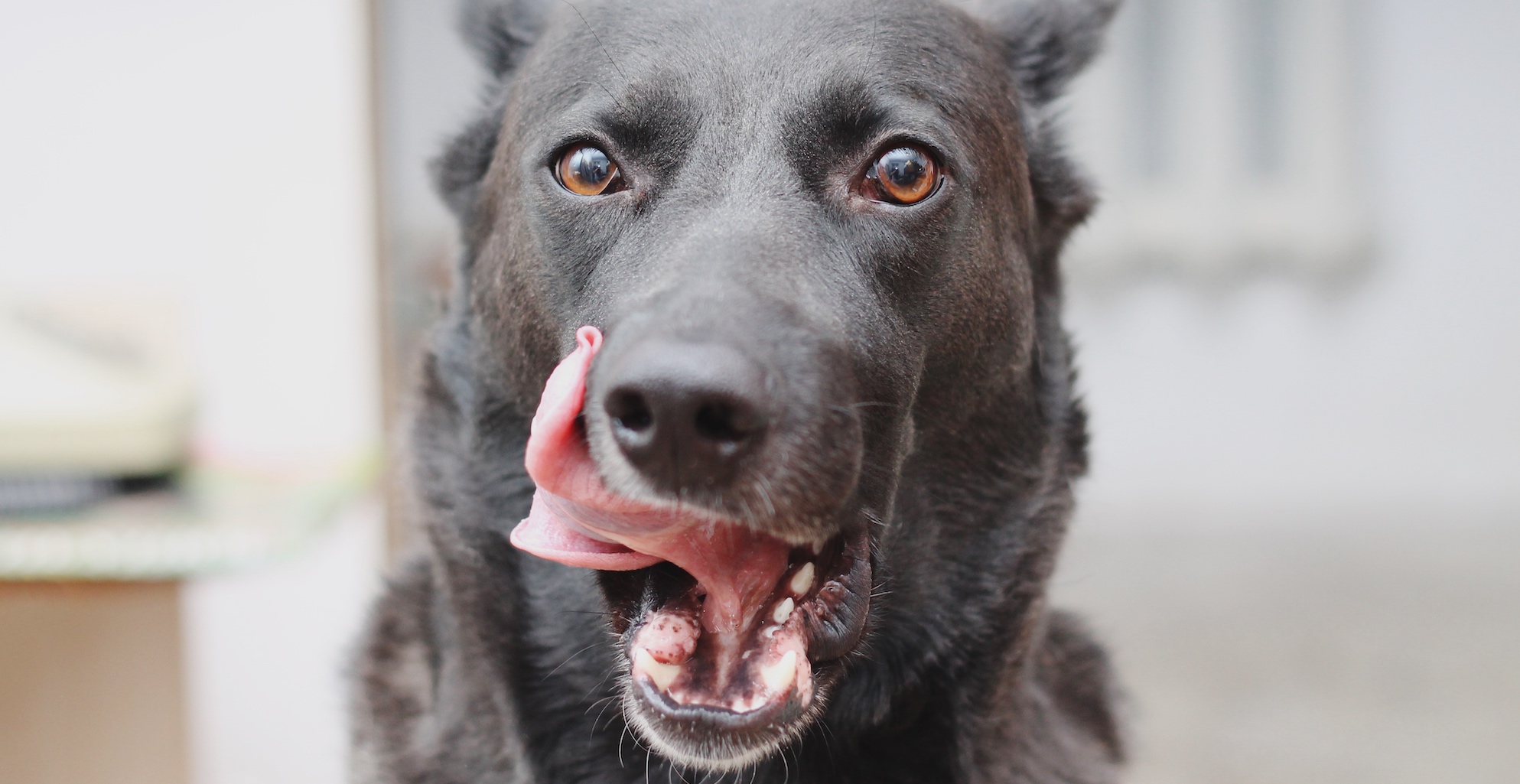 The Best Food For Achieving and Maintaining Your Dog’s Healthiest Weight