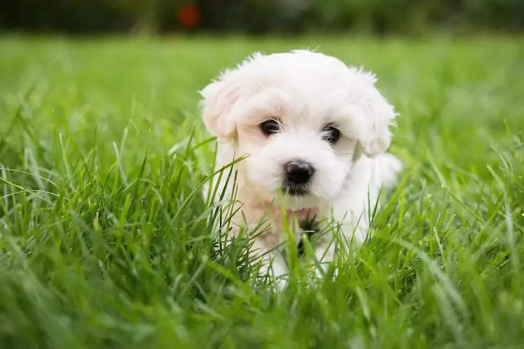 10 Tips for a Happy, Healthy Puppy