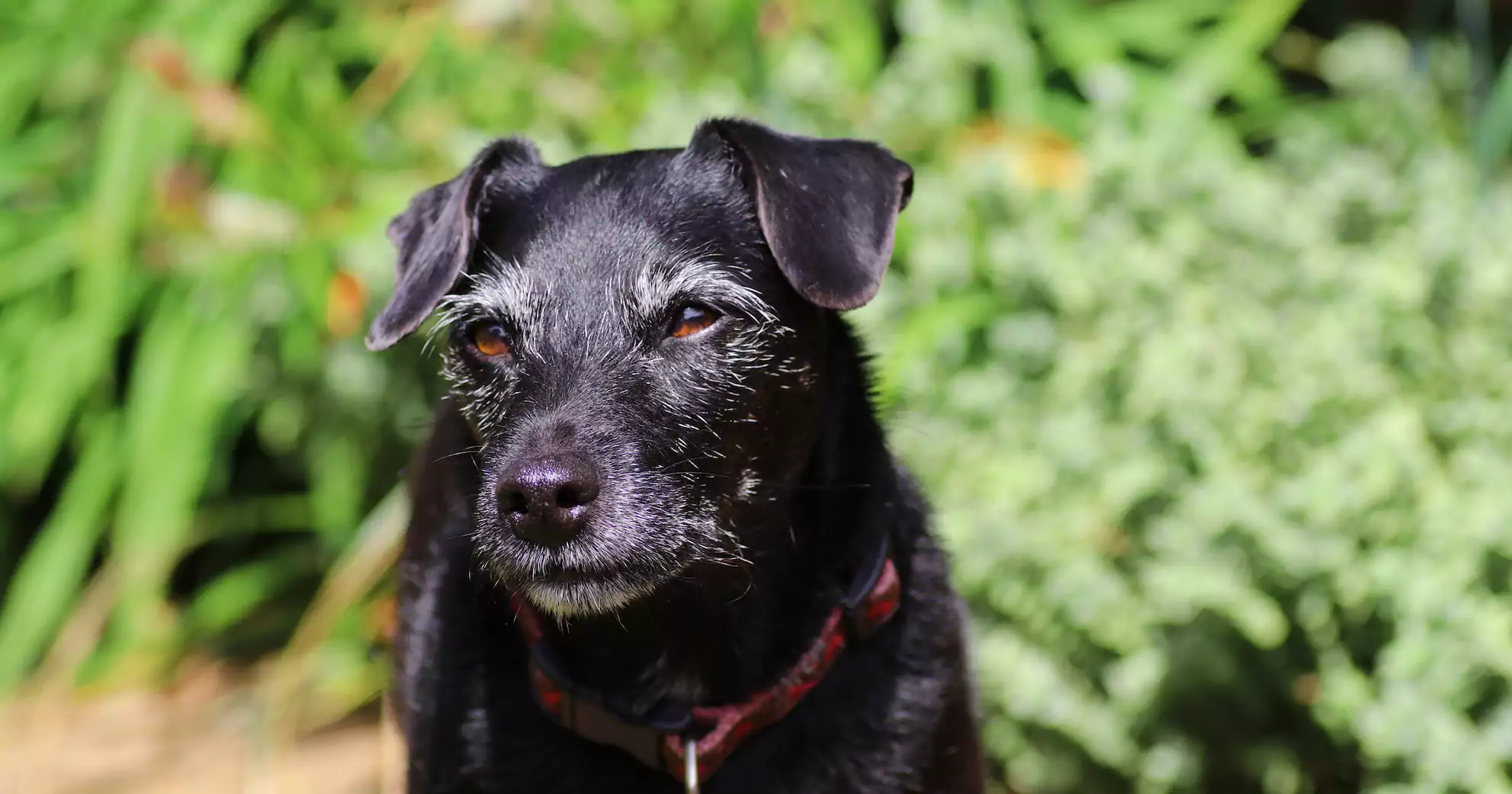 How Old Is Your Dog In Human Years?