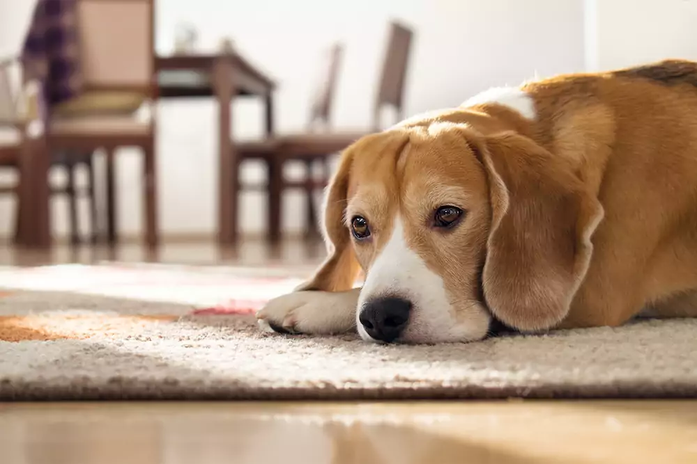 Beagle,Dog,Lying,On,Carpet,In,Cozy,Home