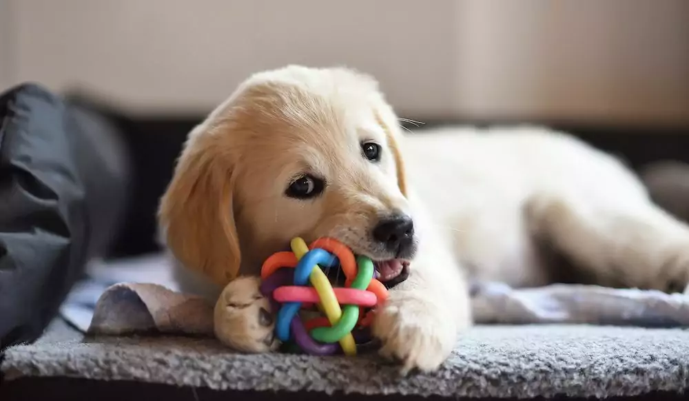 Chew On This: How to Stop a Dog From Chewing Furniture (Or Shoes, or the Remote…)