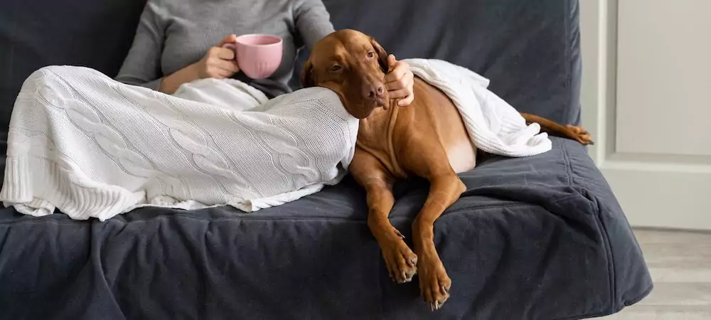 Can You Share Custody of a Dog After a Breakup?