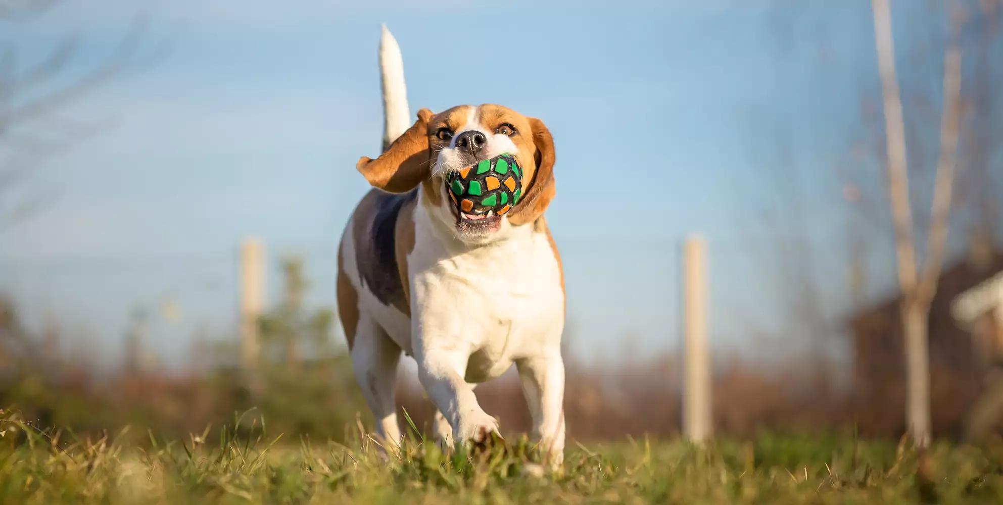 Why Does My Dog Bring Me Things?