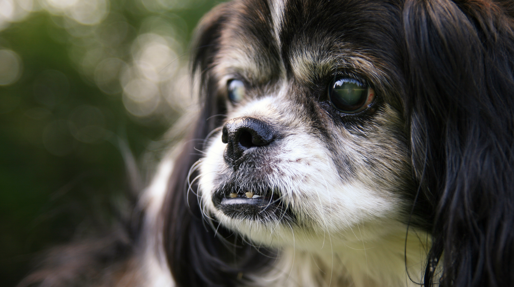 How to Care for a Blind Dog