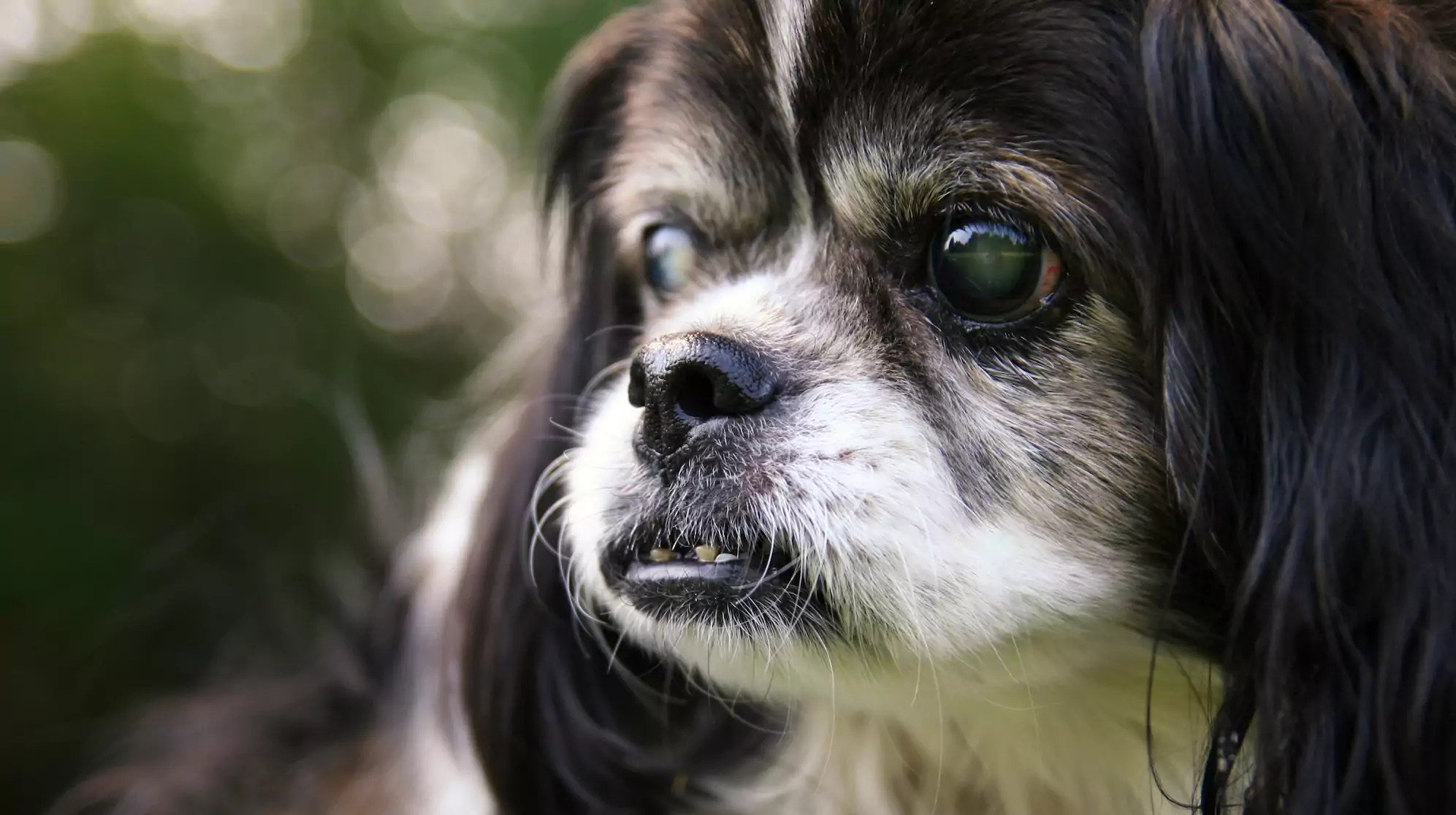 How to Care for a Blind Dog