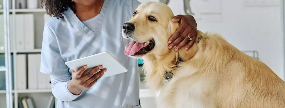 How to Choose a Veterinarian for Your Dog