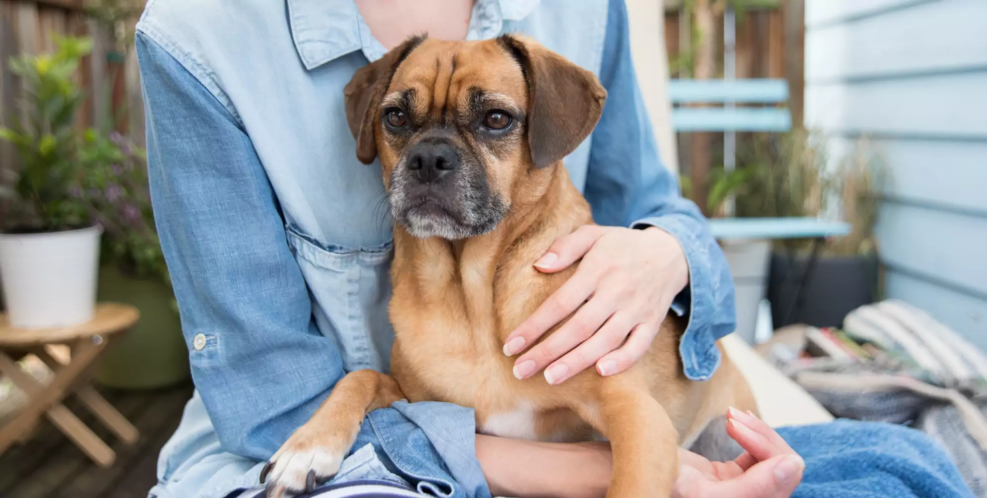 Bladder Stones in Dogs