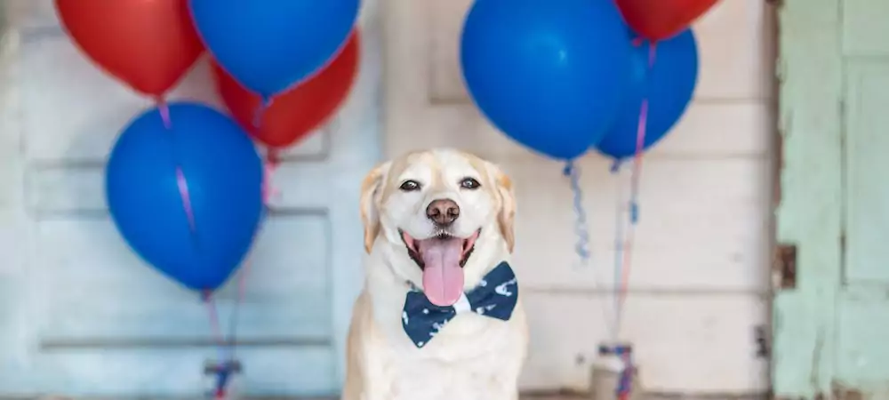Ask Digest: How Do I Help My Dog Get Over a Fear of Balloons?