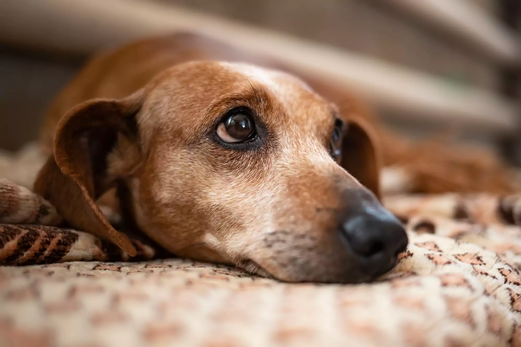 Why Is My Senior Dog Pacing and Restless at Night?