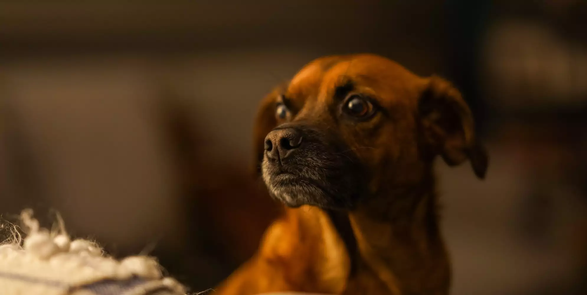 Why Is My Senior Dog Barking at Night?