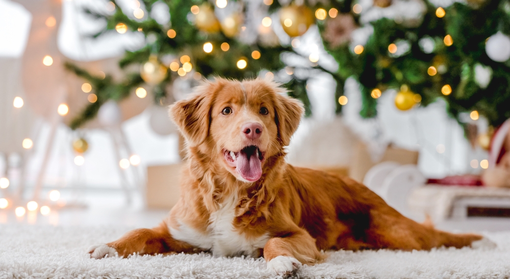 Keeping Your Dog Safe and Happy During the Holidays