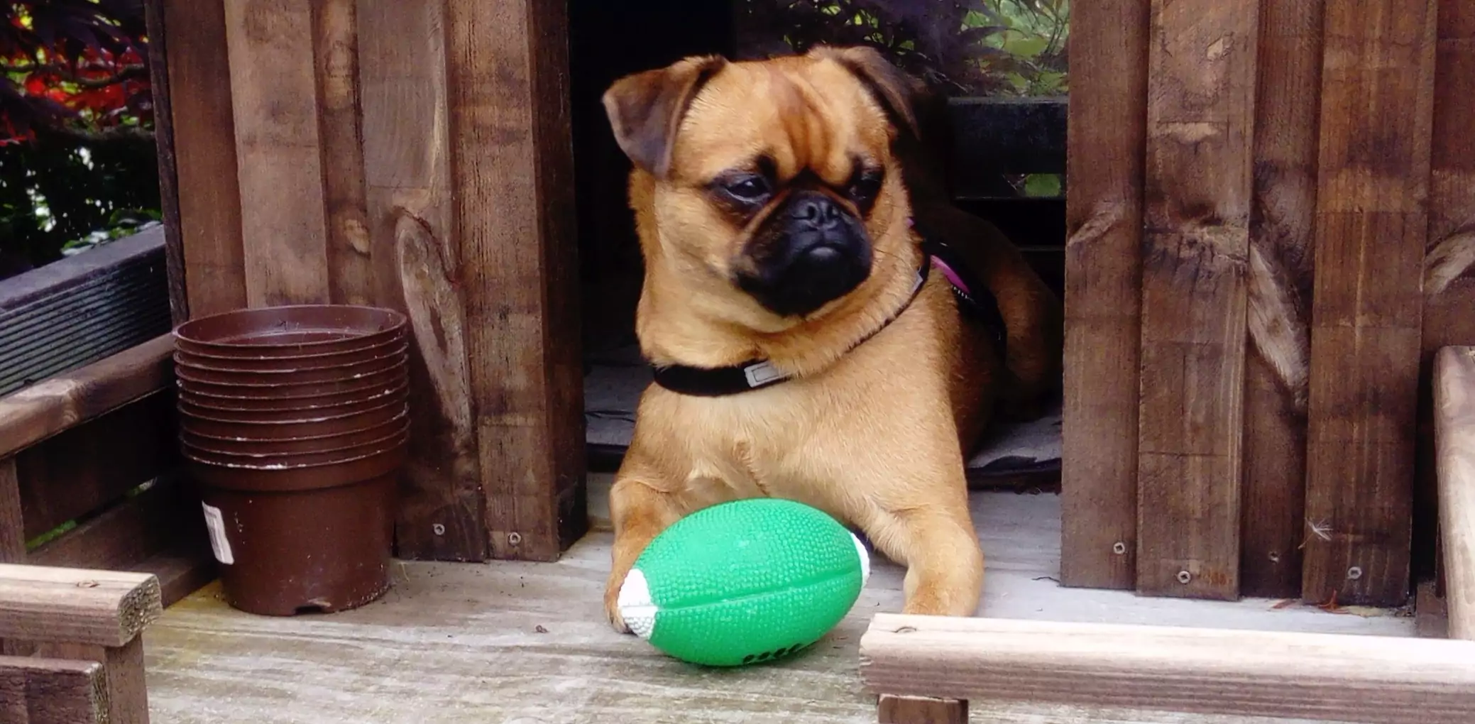 Little,Cute,Dog,Guarding,His,Toy,Laying,In,His,Own