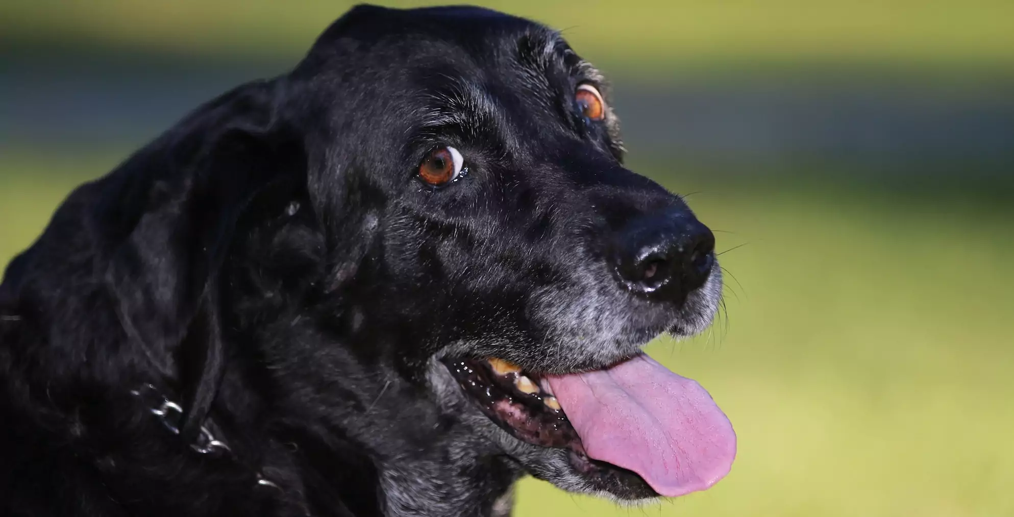 Bad Breath in Senior Dogs