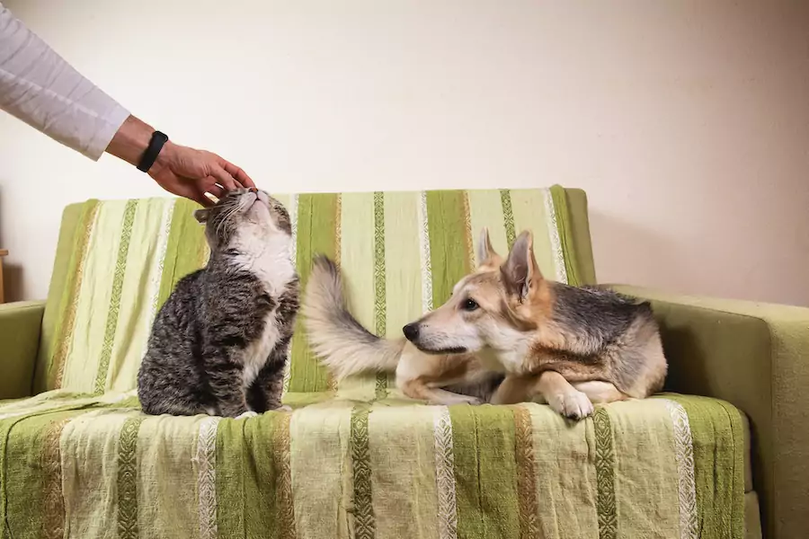 Do Dogs Get Jealous?