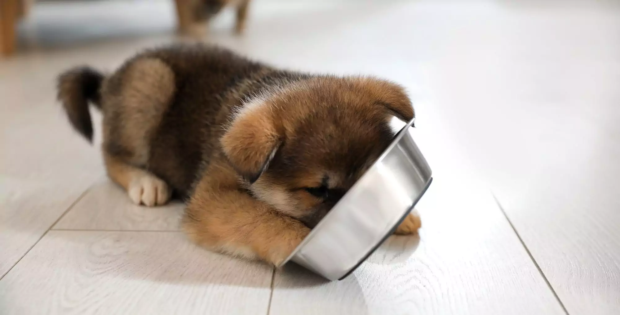 What to Feed a Puppy For Weight Gain (And How to Tell If They Need to Gain Weight)