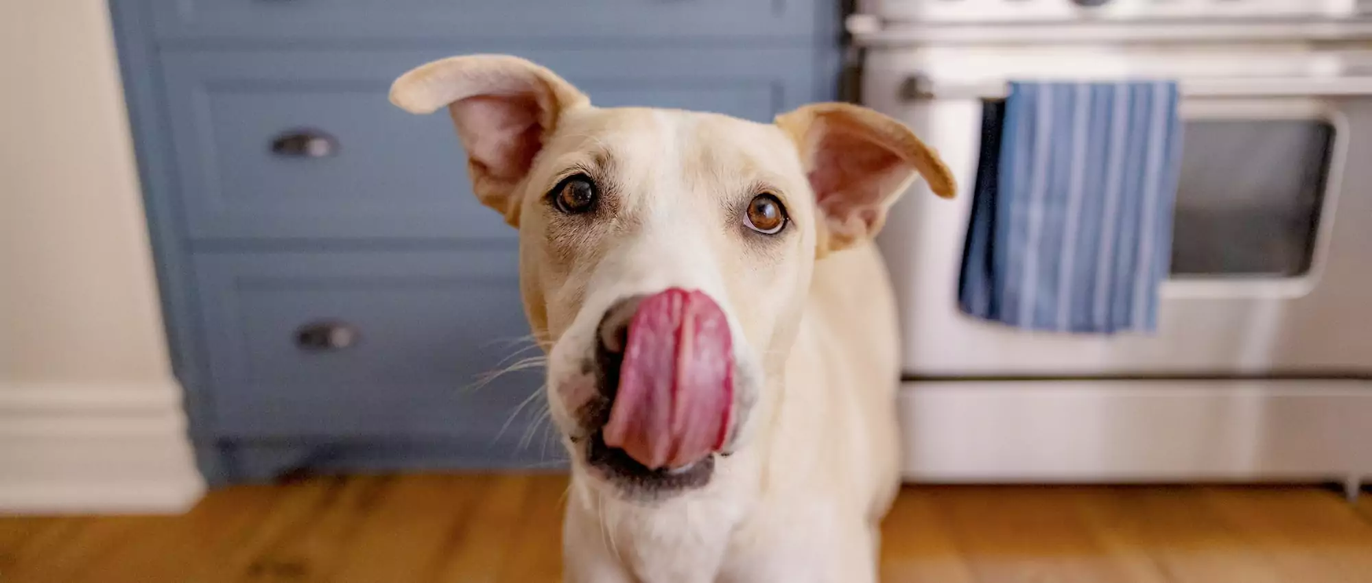 How to Help a Dog Who’s a Picky Eater