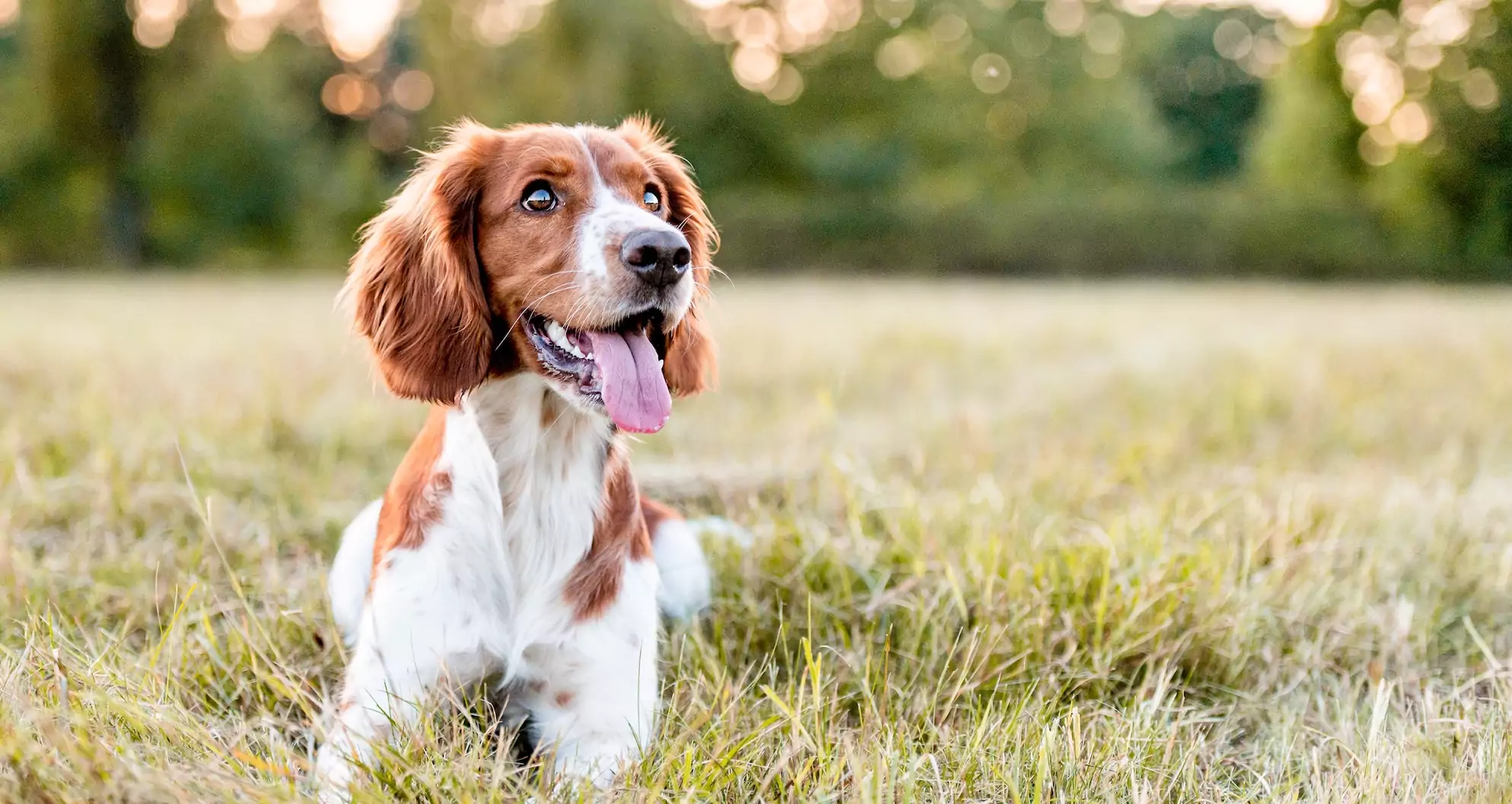 Copper in Dog Food and Liver Disease: What You Should Know