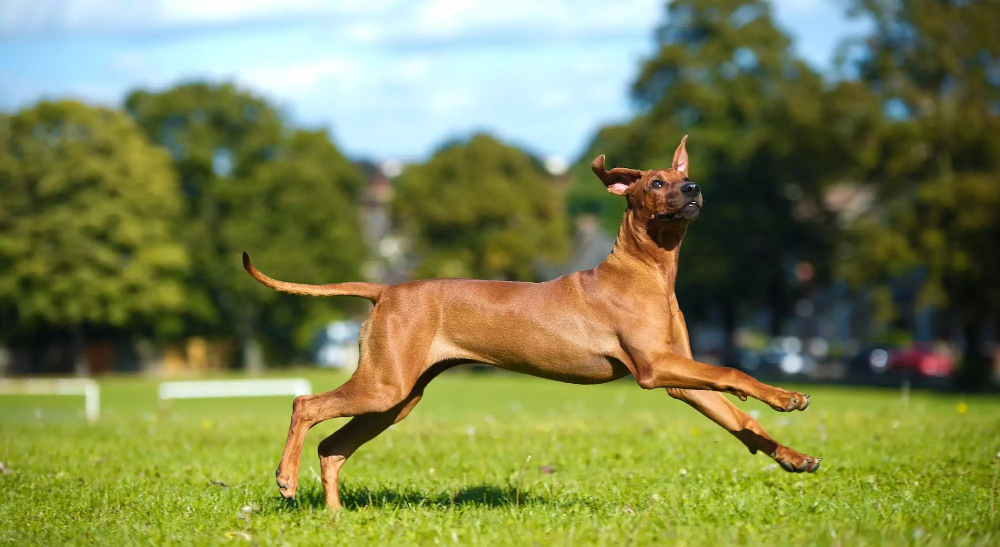 The Rhodesian Ridgeback Breed Guide: History, Personality, Training, Health, and Feeding