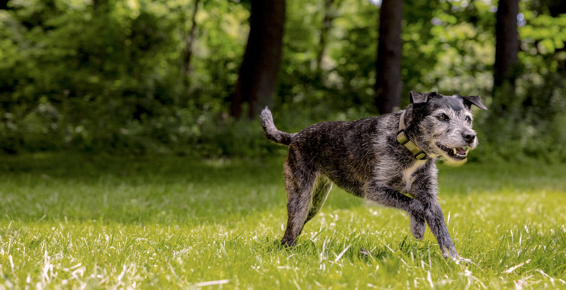 Is The Farmer’s Dog Good For My Senior Dog?