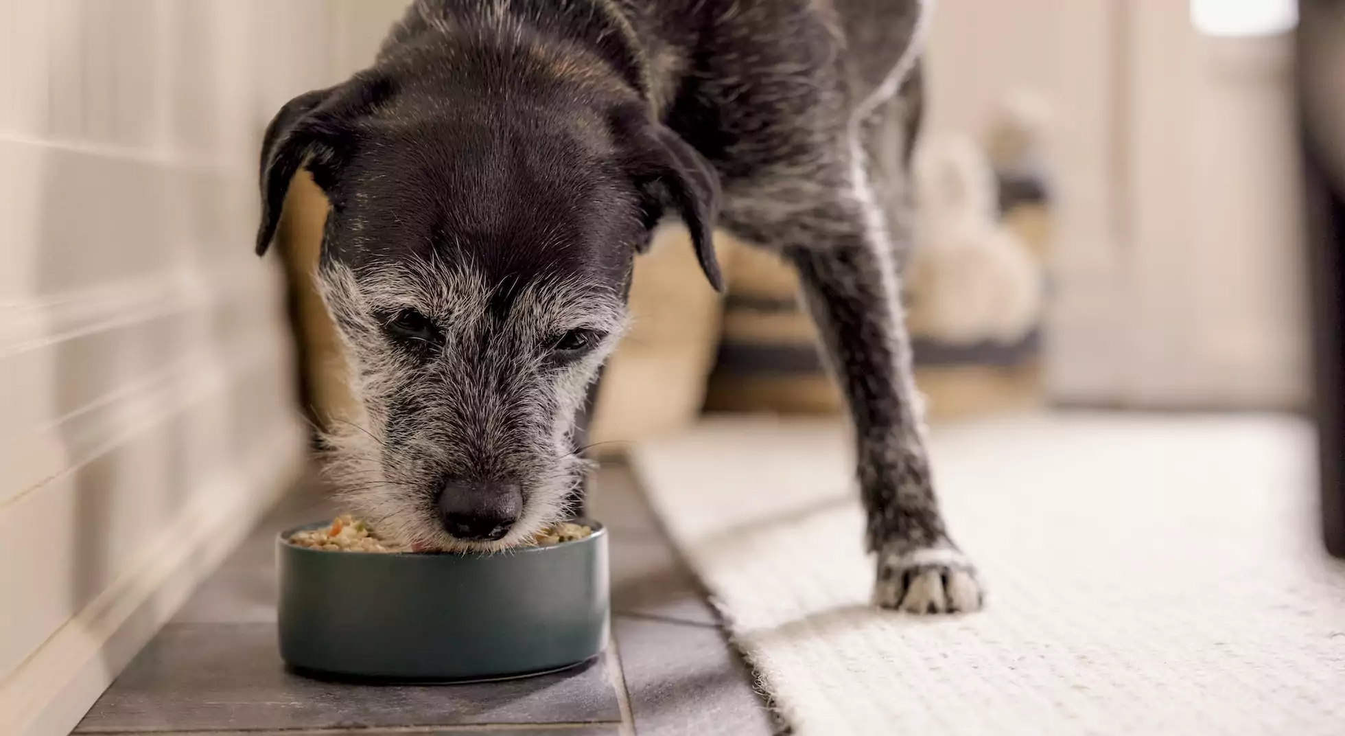 Why The Farmer’s Dog Is Great For Senior Dogs
