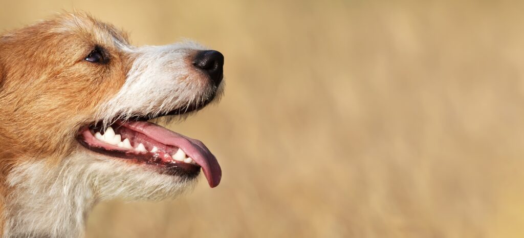 Why Is My Dog Panting?