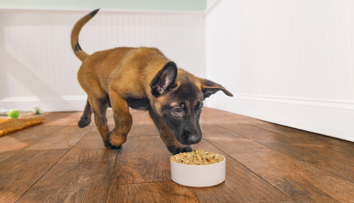 Why The Farmer’s Dog Is Great for All Life Stages