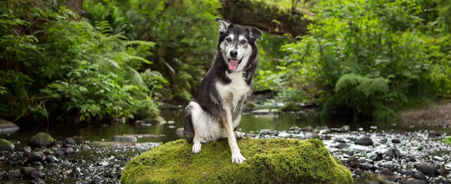 How to Care for a Tripod Dog