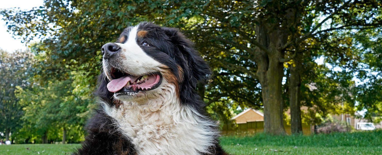 Do Dogs Sweat?
