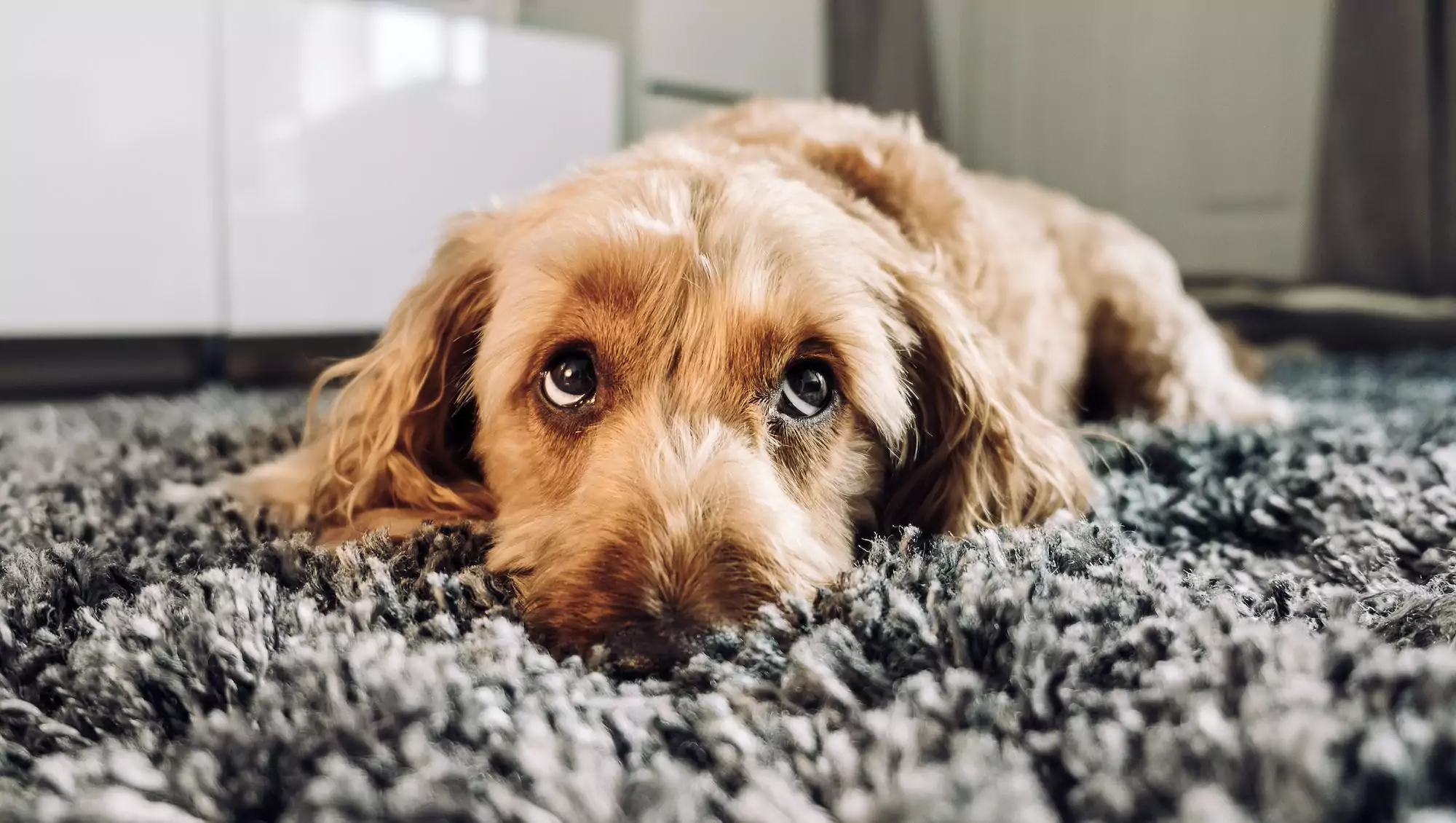 Are My Dog’s “Eye Boogers” Normal?