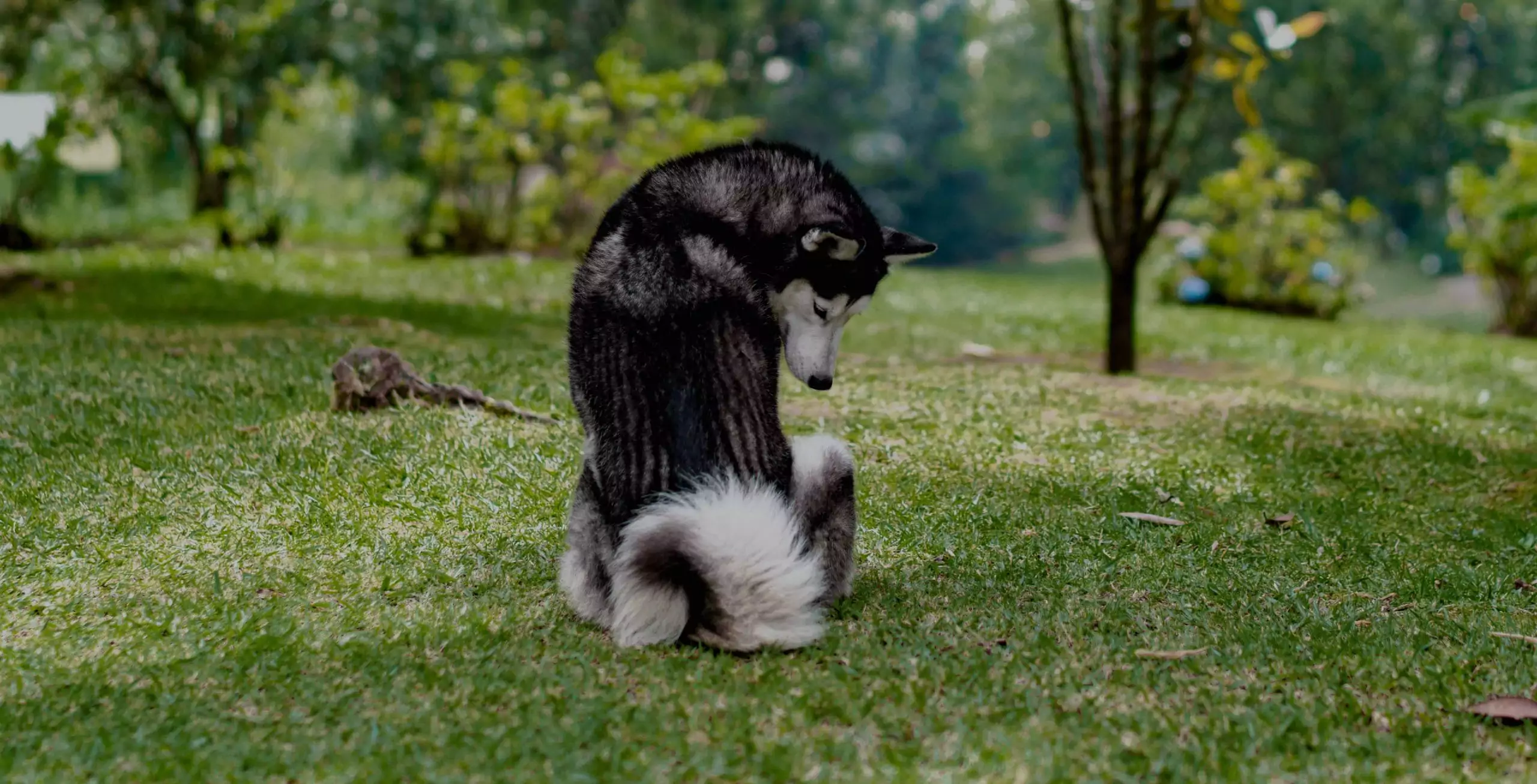 How Often Should a Dog Fart?