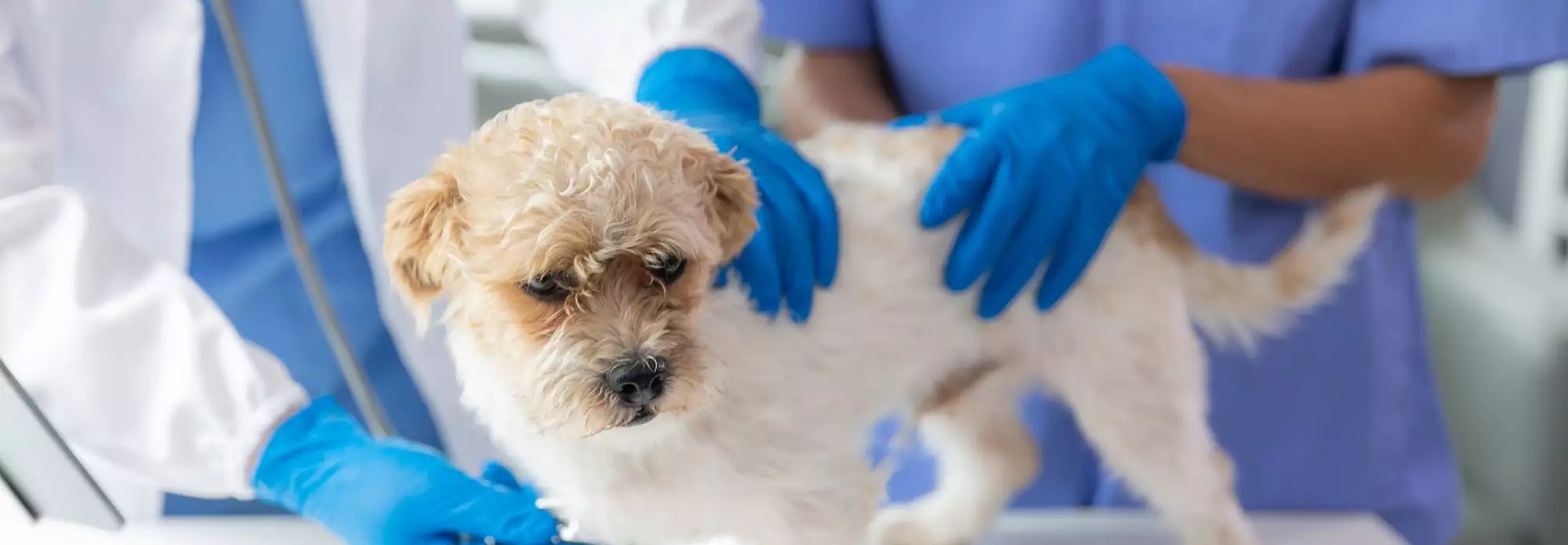 What You Need to Know About Distemper