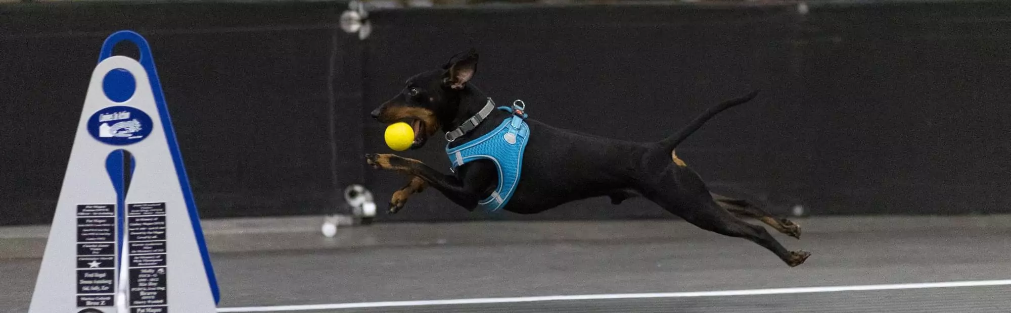 Jack is More Than Just a Fast Dog