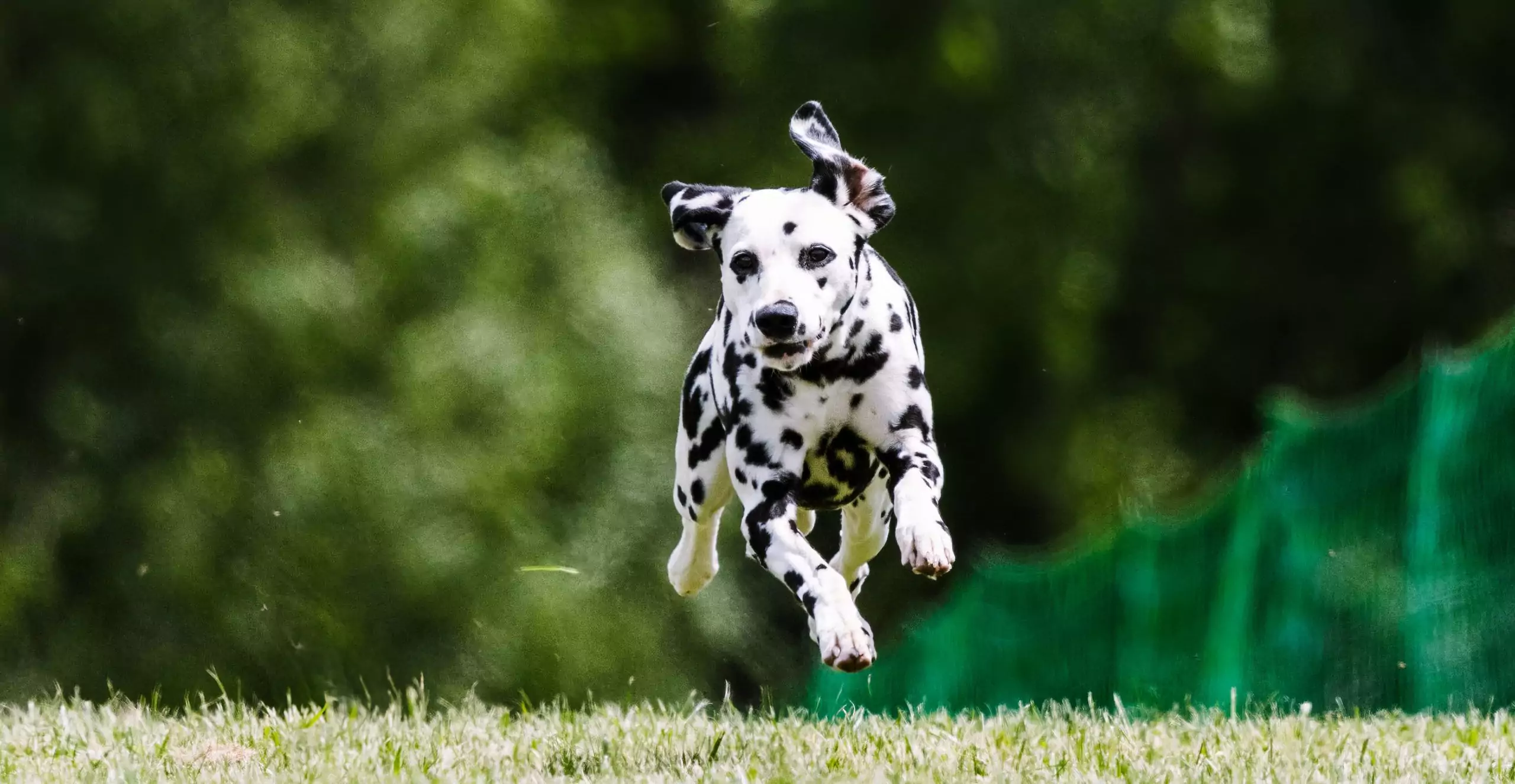 The Dalmatian Guide: History, Personality, Care, and More 