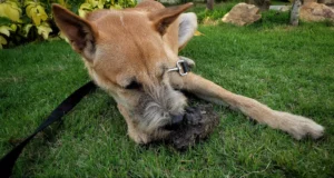 Pica in Dogs: How to Spot It and When to Be Concerned