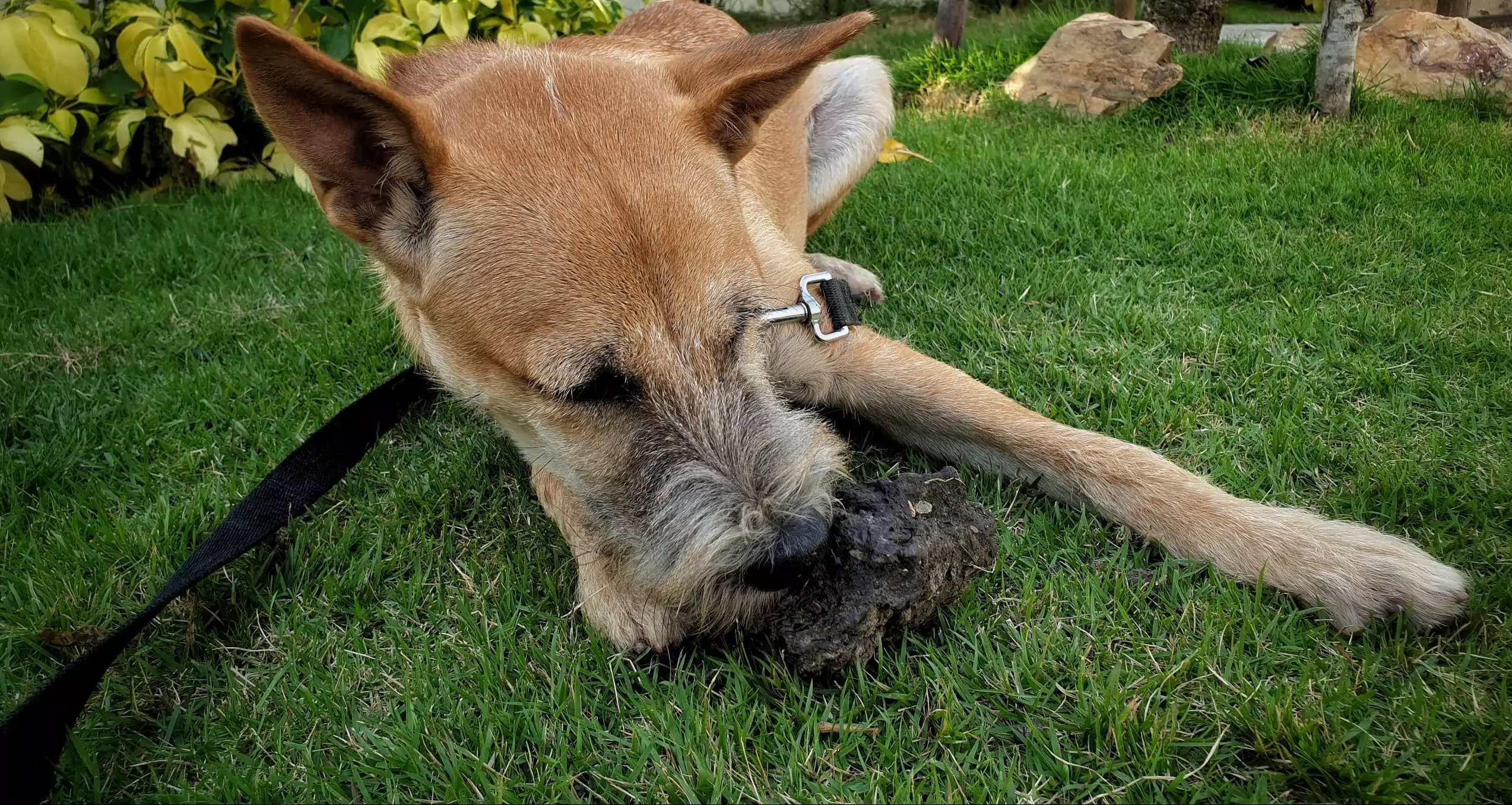 Pica in Dogs: How to Spot It and When to Be Concerned