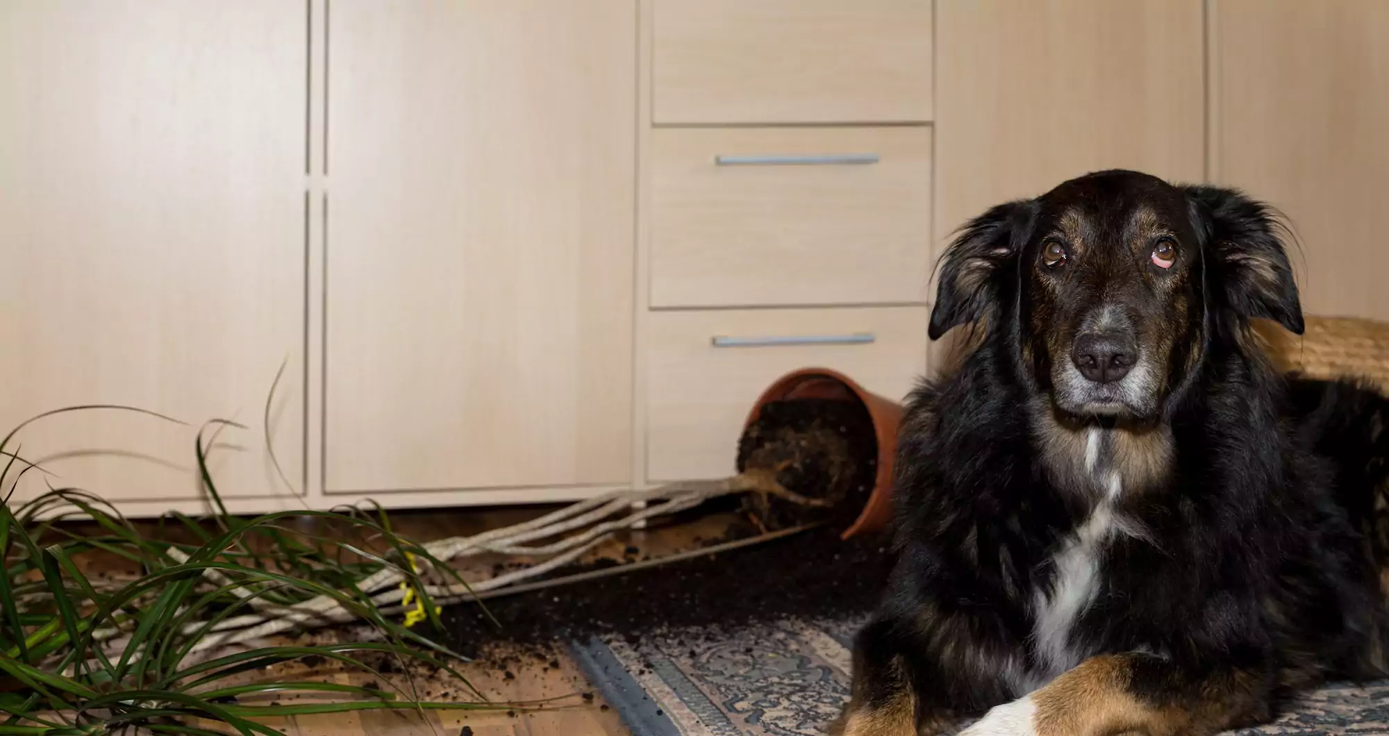 Do Dogs Feel Guilty?