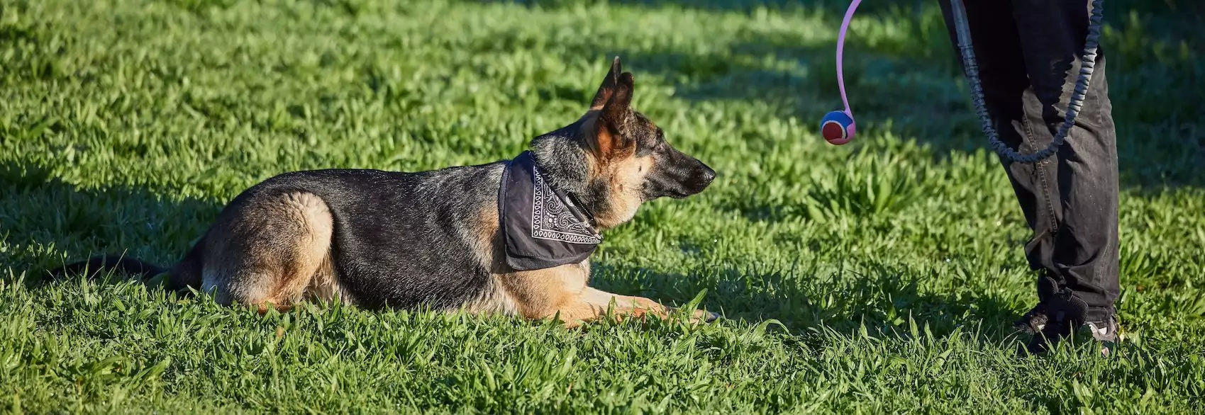 Continuing Canine Education: 5 Ways to Keep Teaching Adult Dogs
