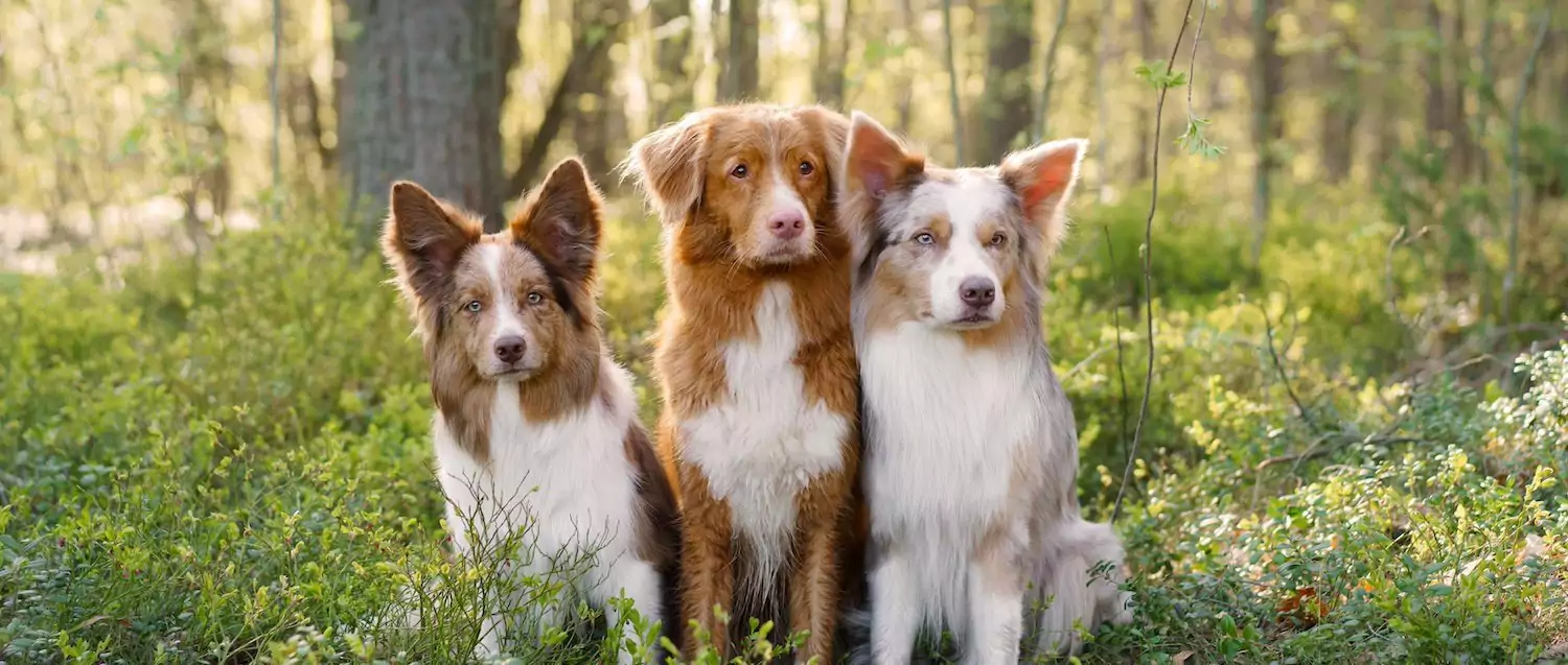 What Is Social Learning in Dogs?