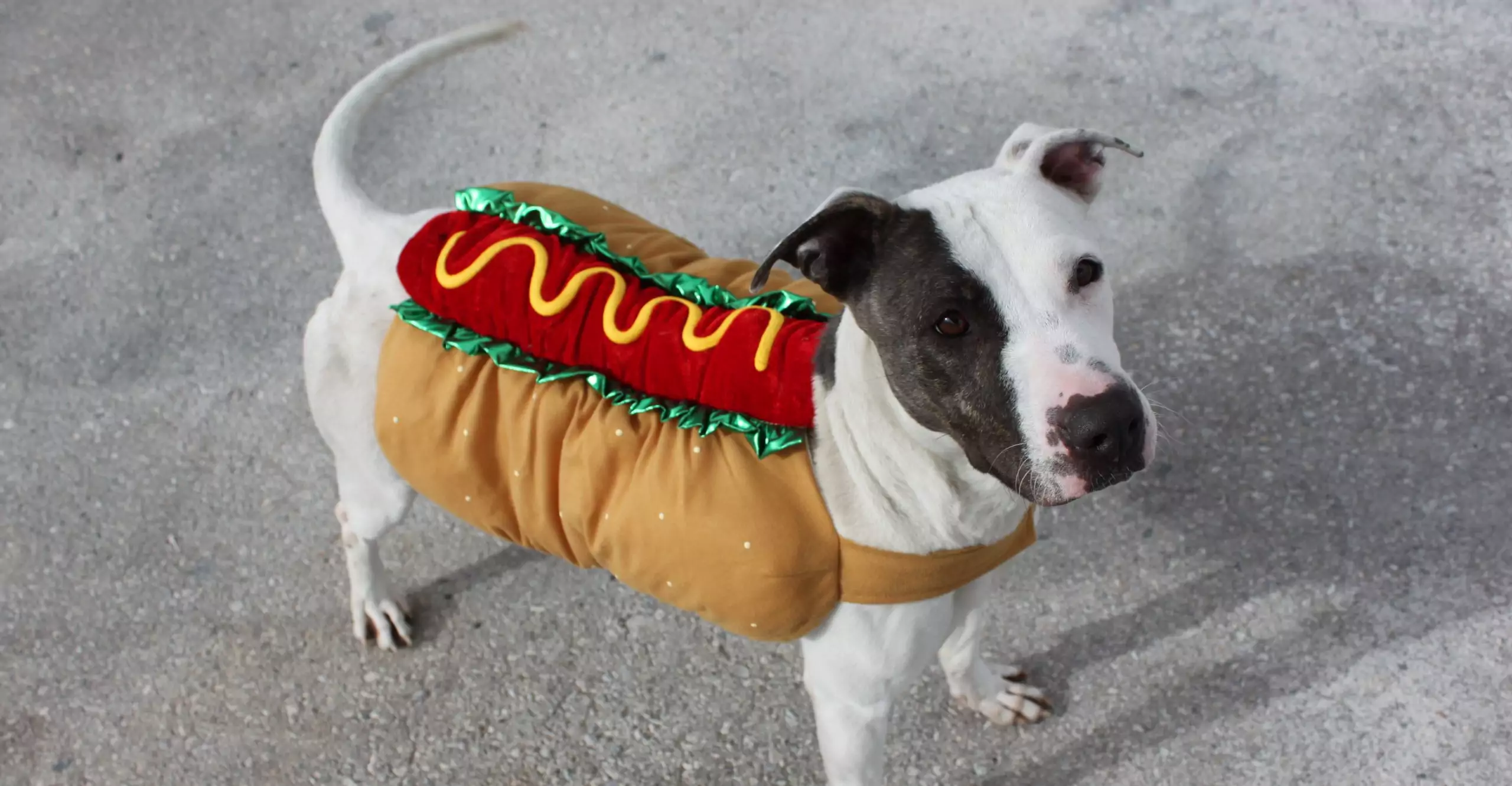 How to Prepare Your Dog for Their Halloween Costume