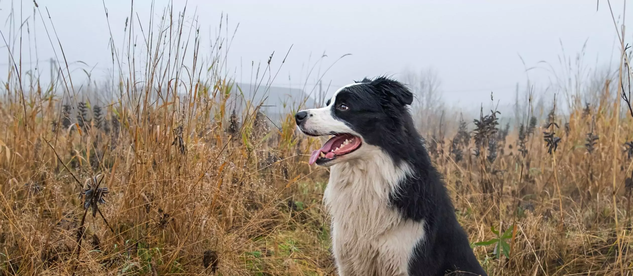 7 Outdoor Hazards That Your Dog Shouldn’t Eat or Drink