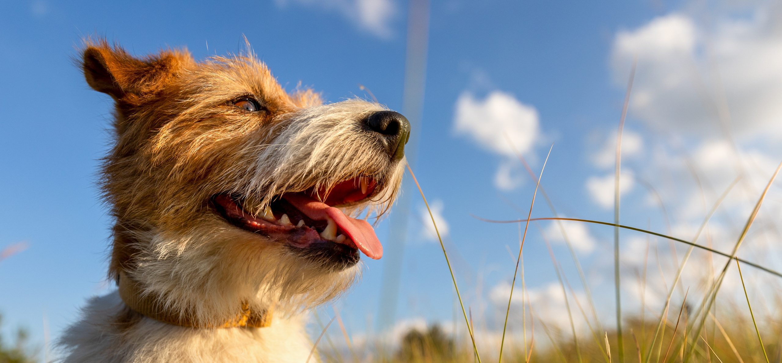 Do Dogs Smile?