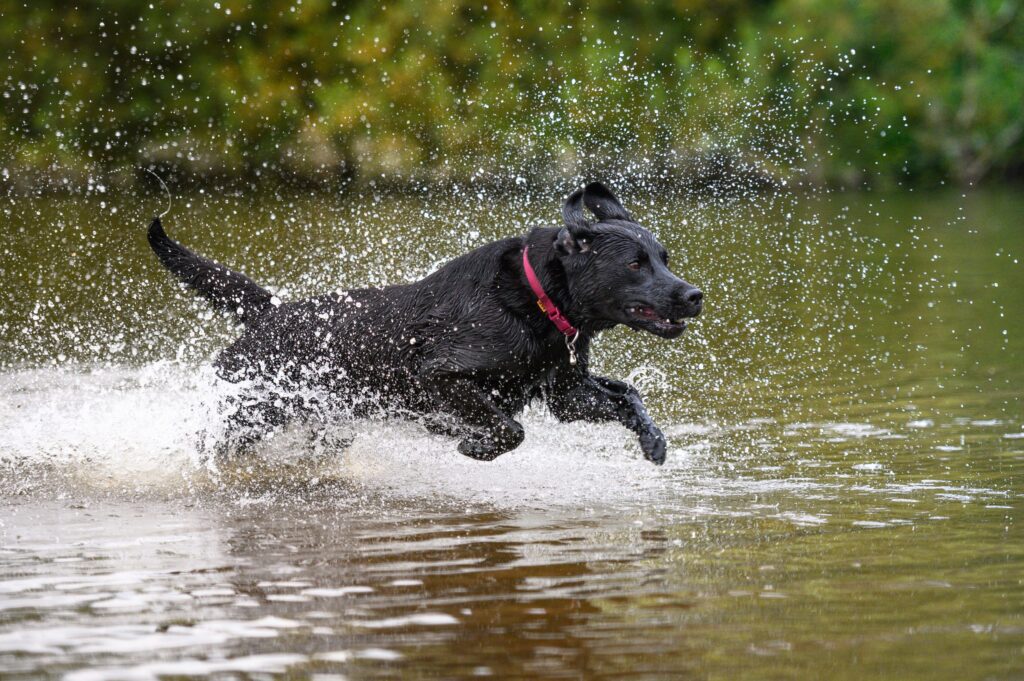 Labrador Retriever Guide: History, Personality, Food, Training, and More