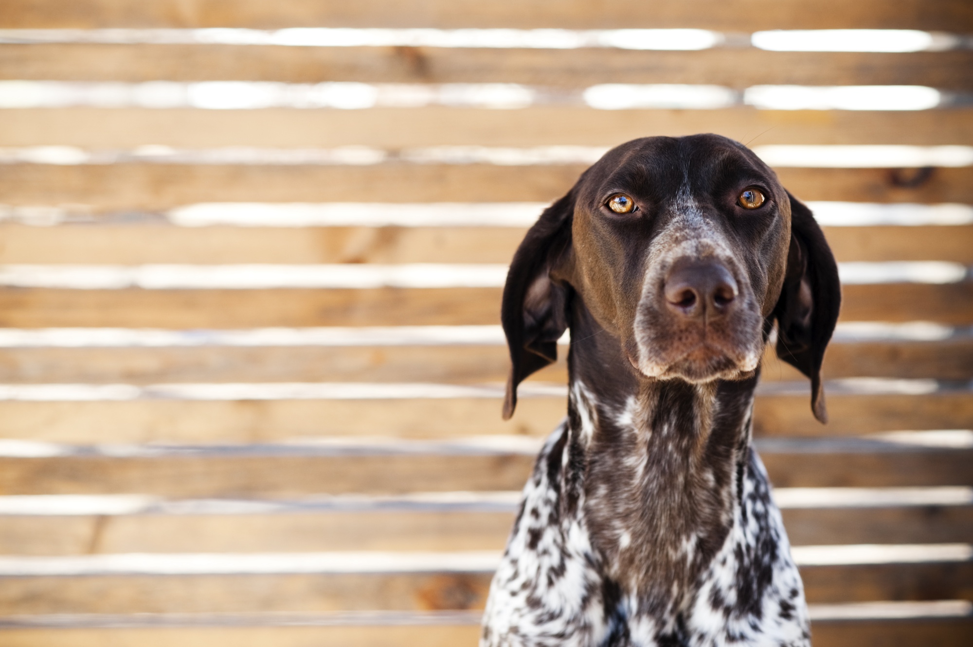 Ask Digest: What Should I Do About My Overprotective Dog?