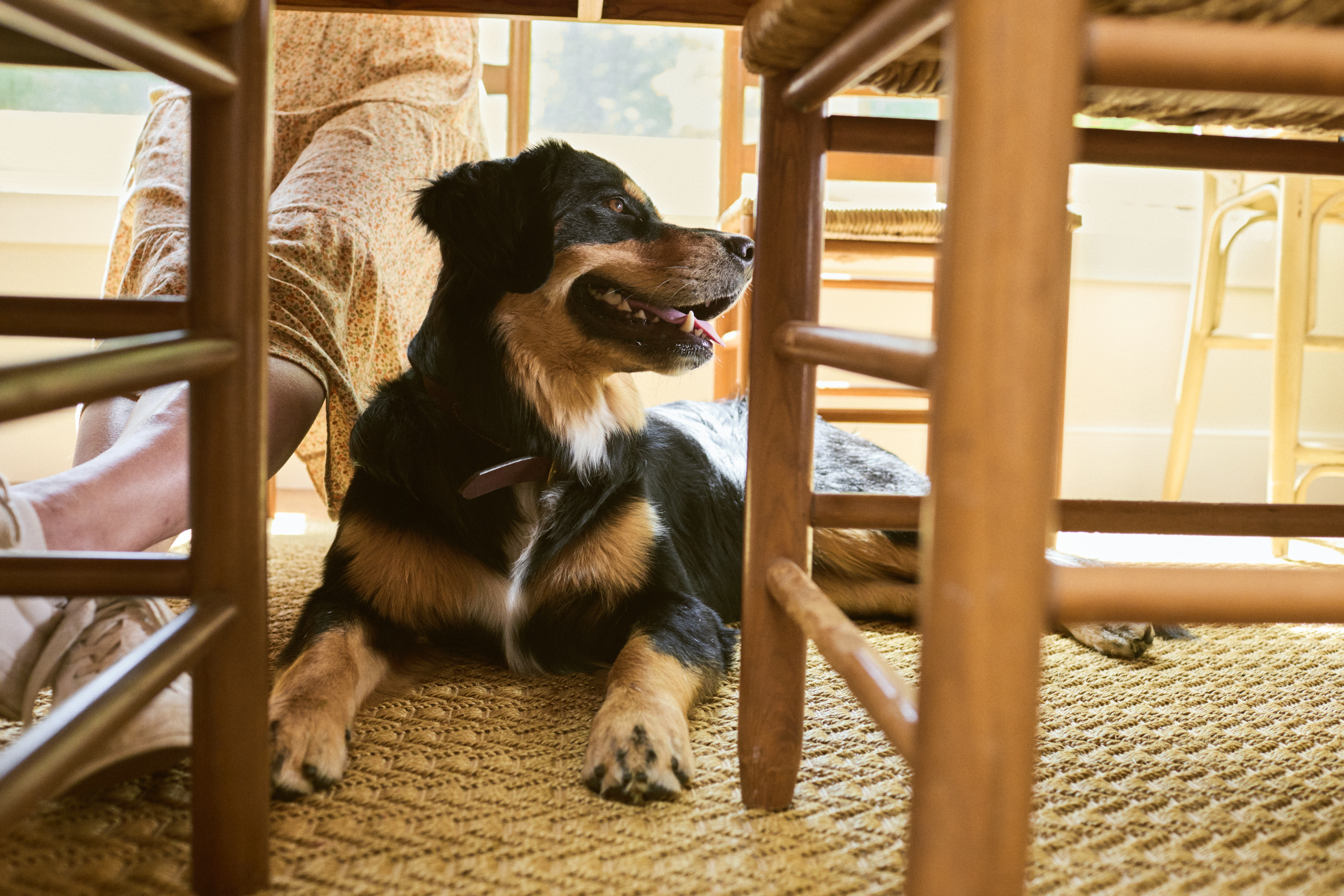 How to Prepare Your Home for a Visiting Dog 
