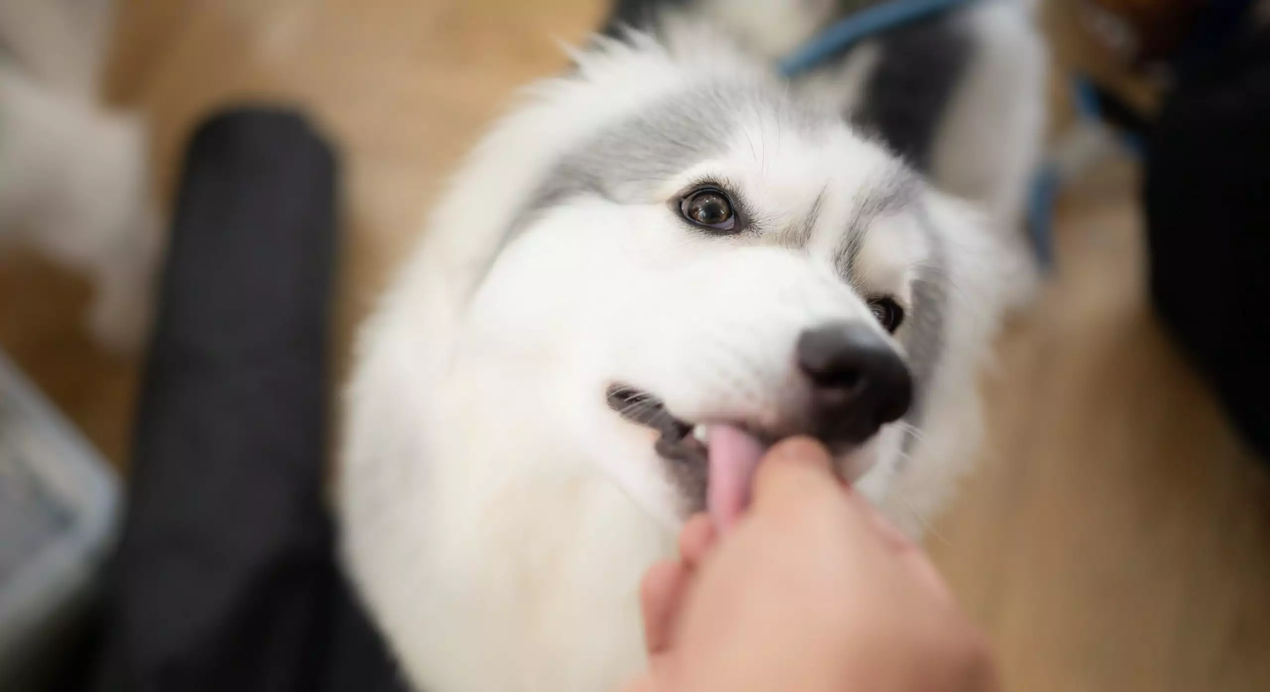 Is This The Earliest Known Pet Food? New Study Sheds Light on the Origin of the Dog-Human Bond