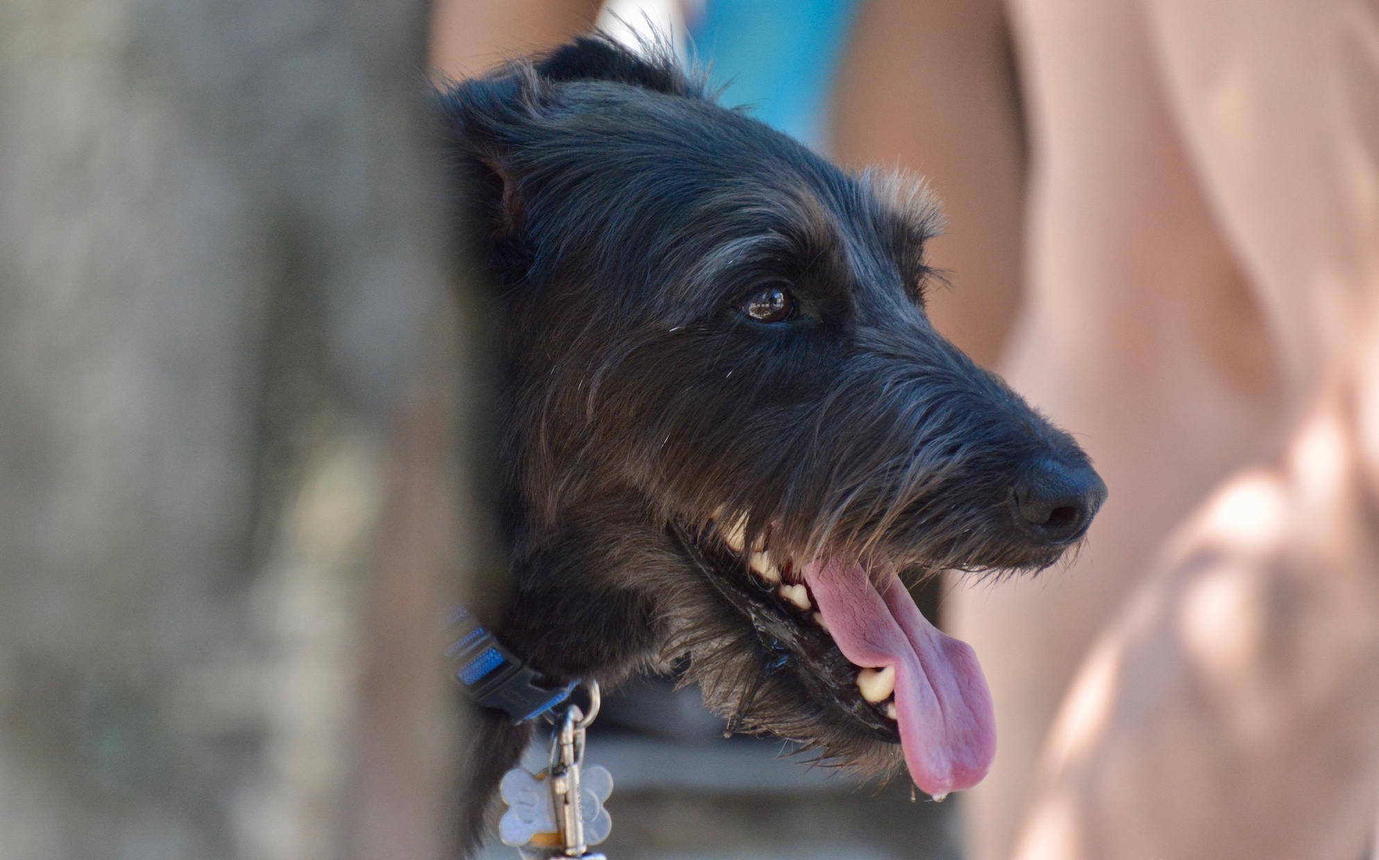 A dog panting.
