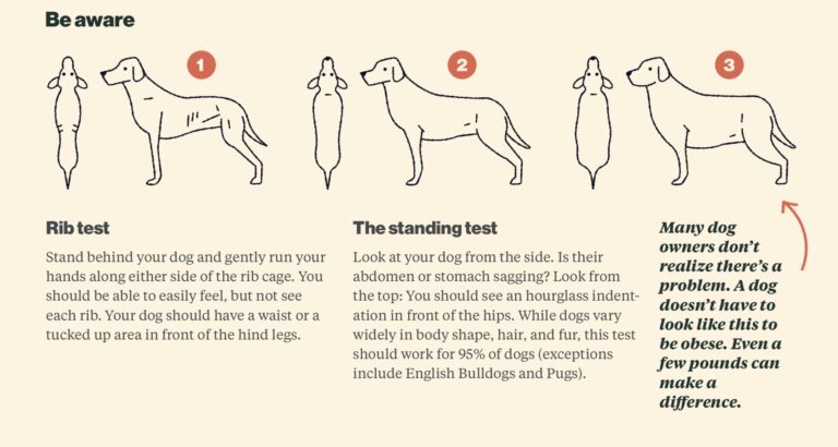 Image showing the rib test to evaluate obesity in dogs