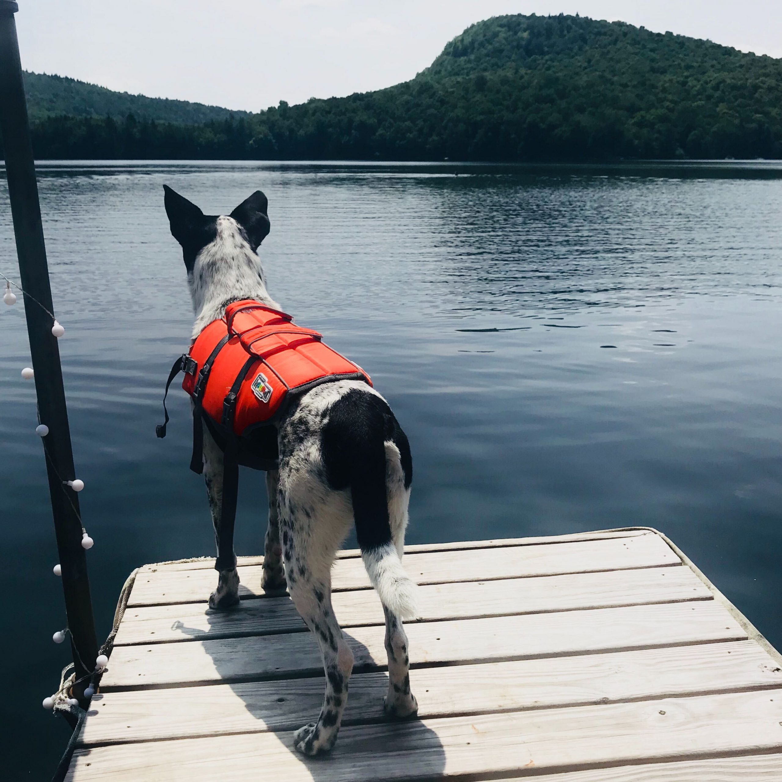 A dog in a life jacket standing on a dock near a lake.