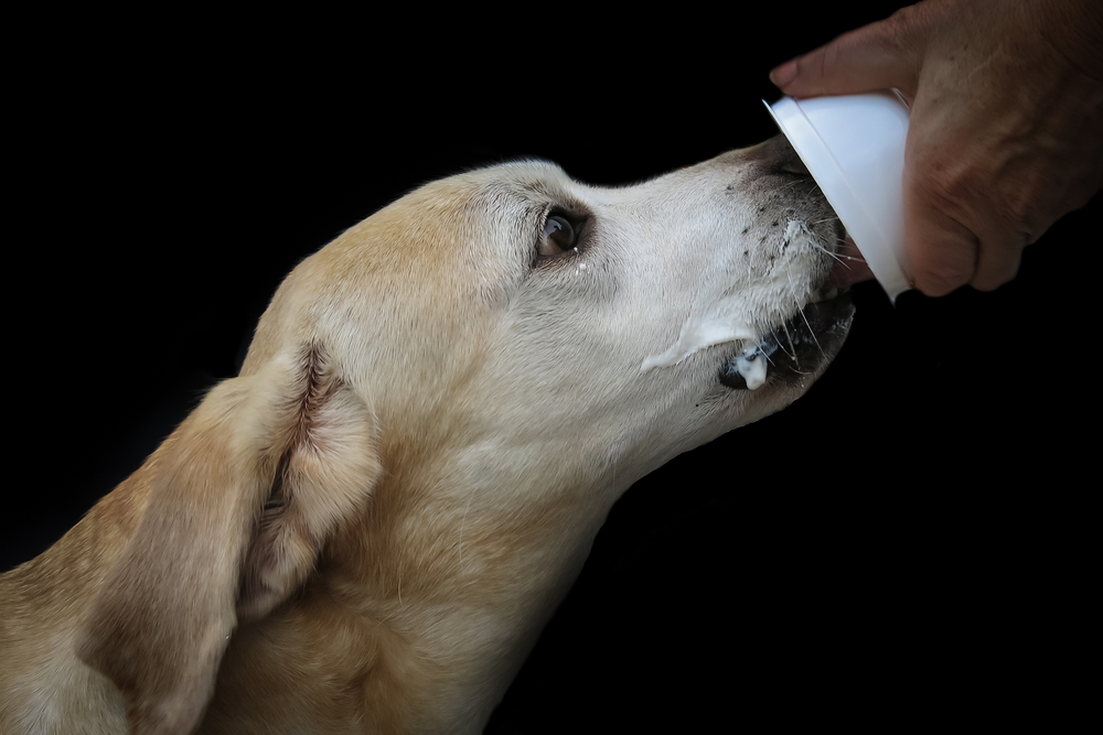 A dog eating yogurt from a cup.