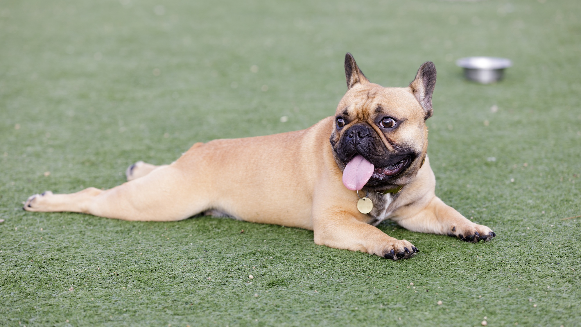A French bulldog laying down and panting outdoors